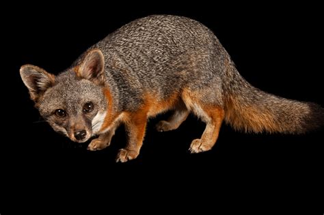 Santa Catalina Island Fox (Urocyon littoralis catalinae) - Joel Sartore
