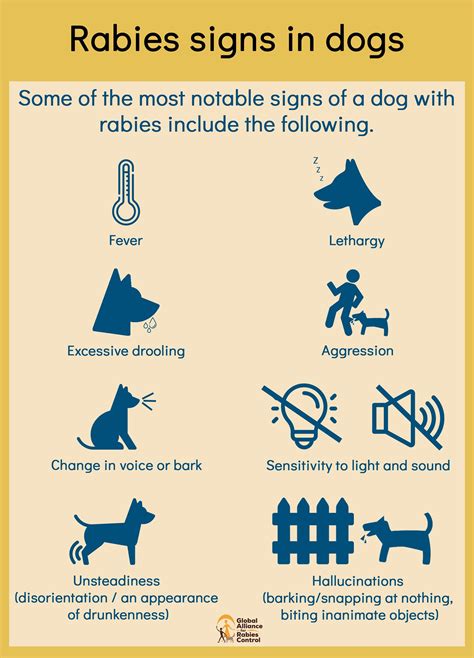 Dog With Rabies Symptoms - symptoms of rabies in dogs