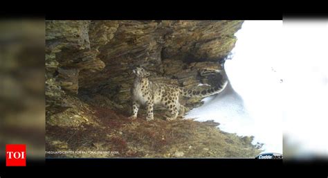 Photo evidence of snow leopard presence in and around valley of flowers ...