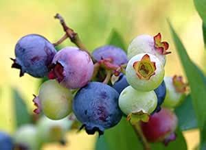 Royal Paradise Garden Rare Hybrid Bush Blueberry Fruit Live Plant (1 ...