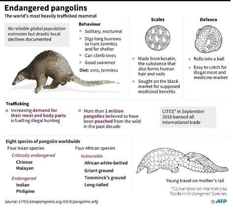 Indian Pangolin