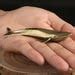 Buy Low Poly XXL Whale Model, Create Your Own 3D Papercraft Whale ...