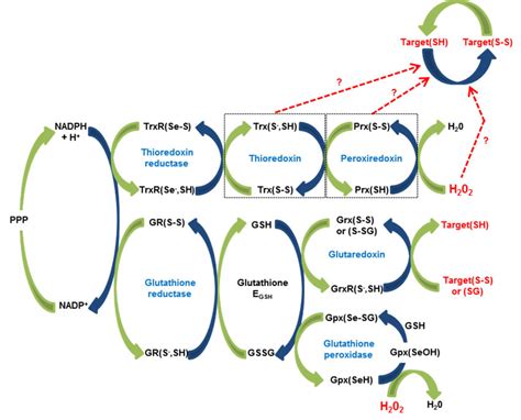 Couple Redox H2O2 的图像结果