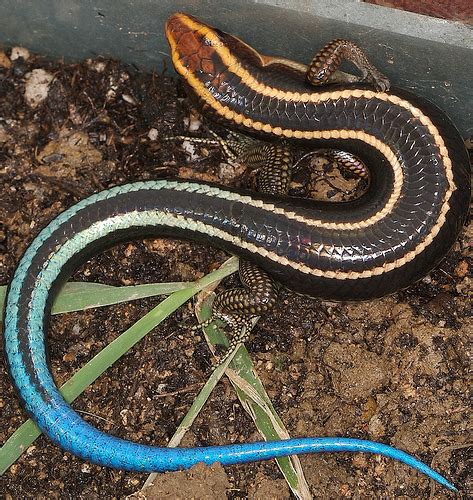 Blue-tailed Skink - Facts, Habitat, Diet, Life Cycle, Pictures, and More