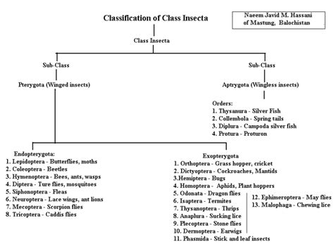 Image result for Classification of Class Insecta