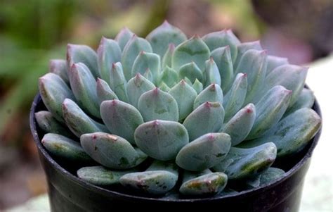 Echeveria Azulita – GreenDNA® India