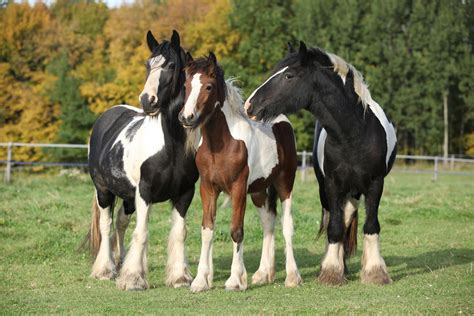 Horse breeds | Heavy, Light, Pony, Domestication, & Facts | Britannica