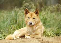 Image result for Cute Baby Dingoes