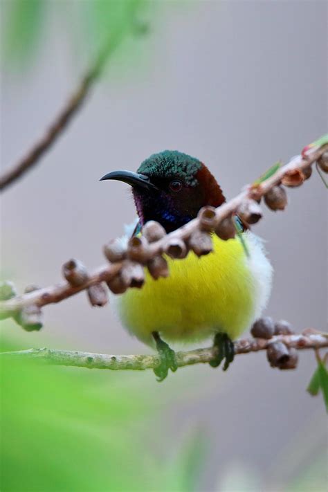 Purple Rumped Sunbird Can't be Missed