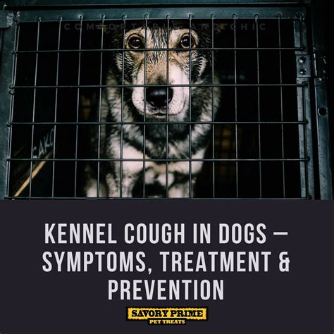 Kennel Cough in Dogs – Symptoms, Treatment & Prevention - Savory Prime Pet Treats