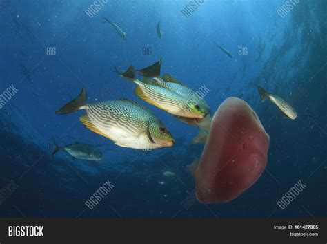 Jellyfish Eating Fish