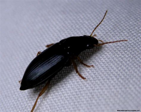 Little Black Bugs In My Camper at Alan Darlington blog