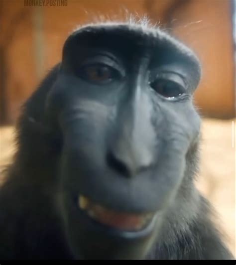 Monkey in Front of Lion Meme