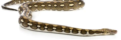 Image result for Reticulated Python Setup