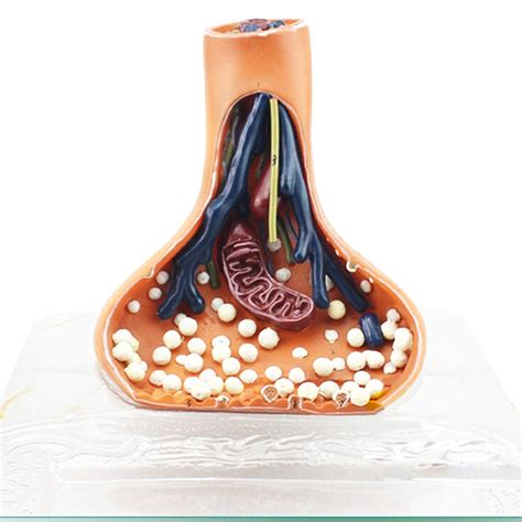 Buy Synapse model synapse model Anatomy model of the human nerve ...