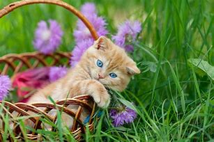 Image result for Cat in Flowers