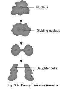 Points to Remember: Reproduction in Animals - Science Class 8 PDF Download