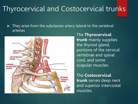 Arteries of Head and Neck anatomy and physiology | PPTX