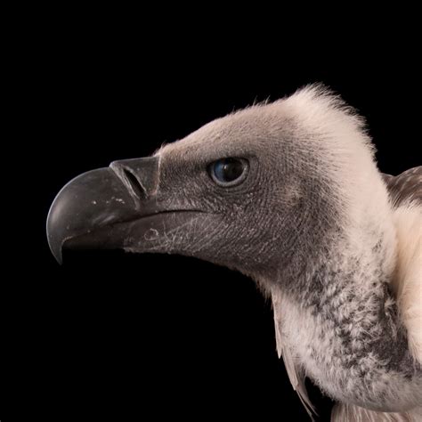 South African Vultures