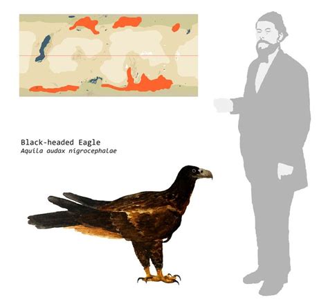 Alien Bird Evolution 的图像结果