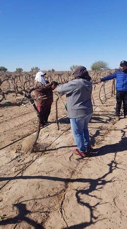 Viñedos la bonita - Heroica Caborca | Tripadvisor
