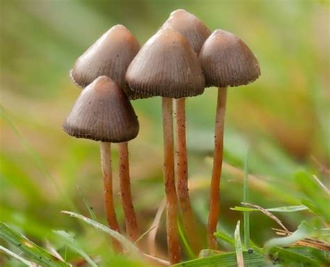 https://www.first-nature.com/fungi/images/strophariaceae/psilocybe-semilanceata7.jpg