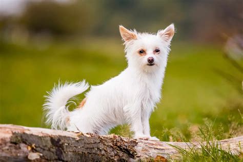 Chihuahua Terrier Mix: Breed Info, Traits & Facts (With Pictures)