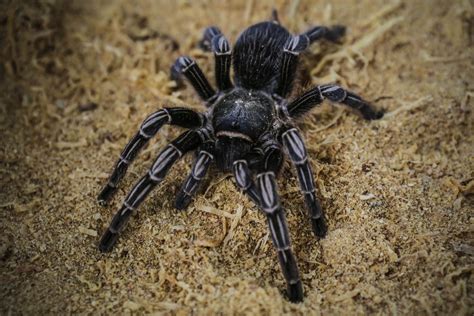 Free photo: Tarantula Spider - Animal, Insect, Nature - Free Download ...