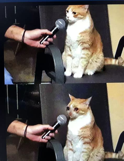 Cat%20Interview%20Crying%20Meme | Free Meme Templates Download