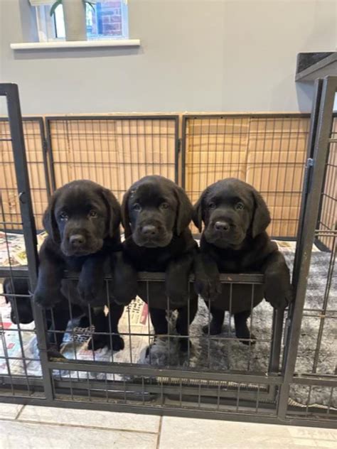Thank you LinkedIn - Puppies are now all sold to incredible homes 🙏 ...