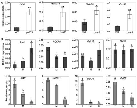 Genetic and Physio-Biochemical Characterization of a Novel Premature ...