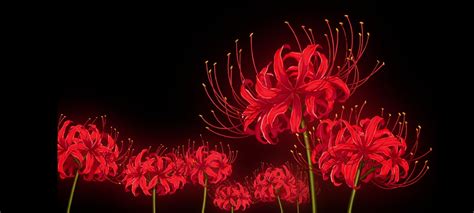 Demon slayer | Tokyo ghoul flower, Anime flower, Tokyo ghoul