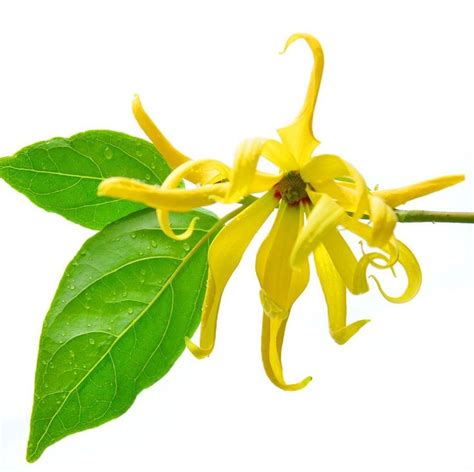 ylang natural skincare