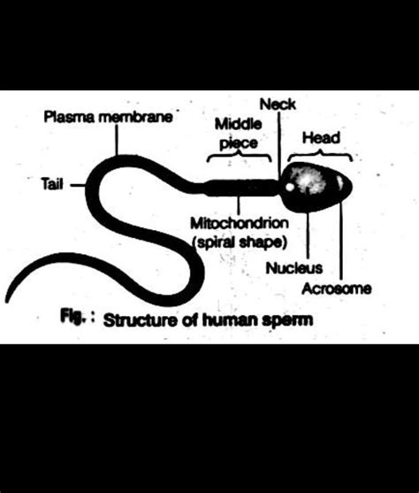 Describe the structure of human sperm cell with diagram. - Brainly.in