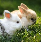 Image result for Cute Baby Rabbits Wallpapers