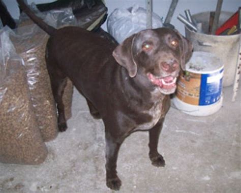 Hunde Kleinanzeigen | Hunde Annoncen | Hunde Inserate | Hunde ...