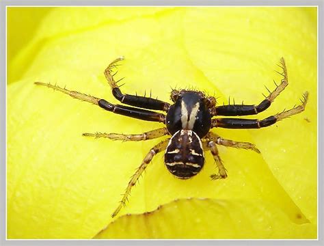 Běžník hřebenitý - sameček (Xysticus cristatus Clerck 1757) - Bobův ...