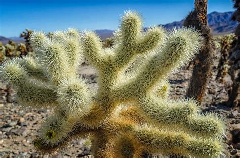 Teddy Bear Cholla Cacti Seeds for Planting (15 Seeds) - Cylindropuntia ...
