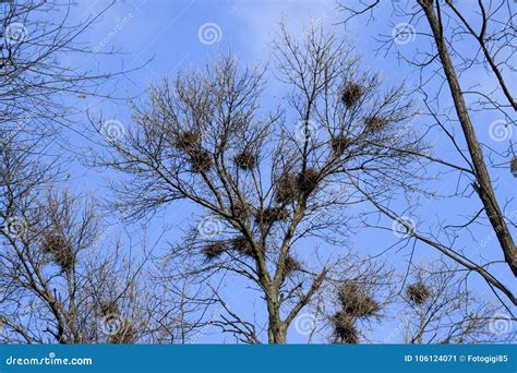 Nests of Crows on High Branches of Trees. Late Fall. Nests of Birds. Stock Image - Image of nest ...