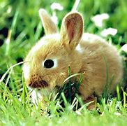 Image result for Spring Animal Pics