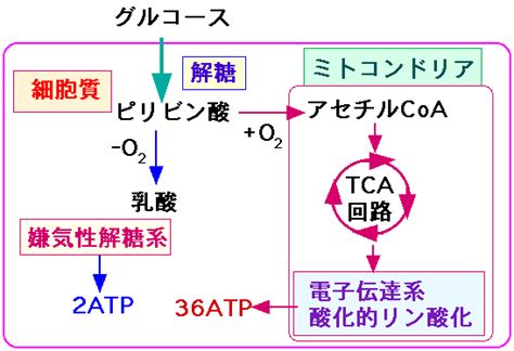 Image result for Multimolality Learning Alignment