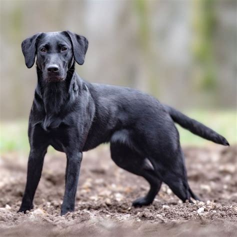 Image result for Labrador Retriever All Colors