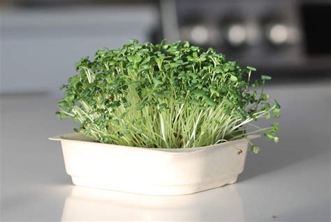 Health Benefits of Broccoli Microgreens - The Paleo Diet®