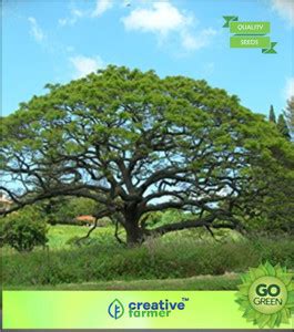 creative farmer Calliandra Saman Seed Price in India - Buy creative ...