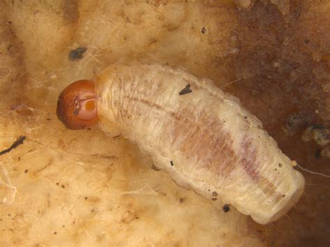 Corm weevil, Cosmopolites sordidus