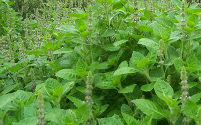 Phyto Chemical for Holy Basil, Phytochemcials for Ocimum sanctum