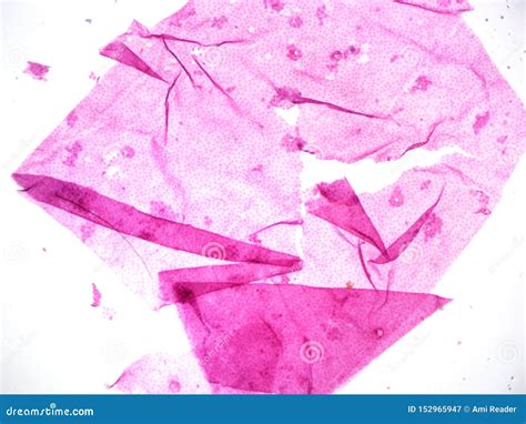 Cell Structure Under Microscope 的图像结果