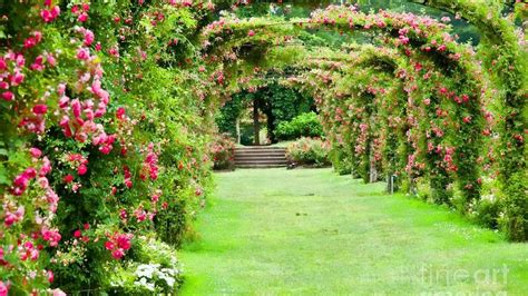 Rose Garden Wallpapers - Top Free Rose Garden Backgrounds - WallpaperAccess