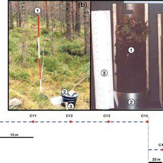 Image result for Transect Sampling