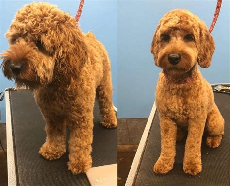 Image result for Cockapoo Haircuts